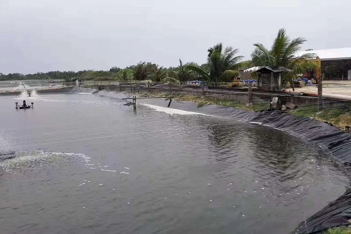 Fish pond bottom with cement or geomembrane better?